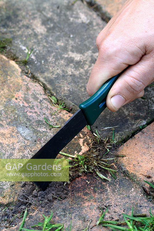 Step by step 2 - Removing weeds from cracks in a path with a weeding knife