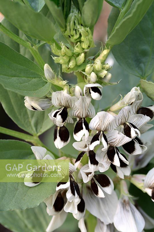 Vicia faba 'The Sutton' - Dwarf Broad Bean plant in flower