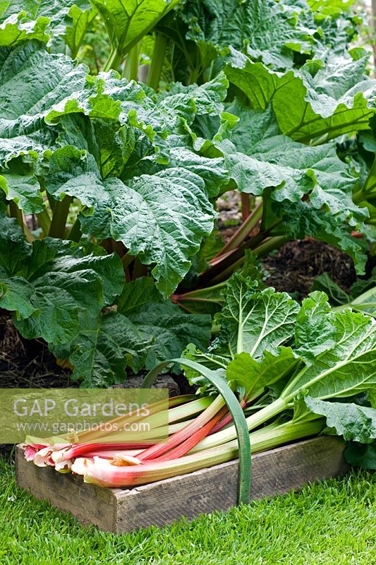 Freshly picked rhubarb in a wooden trug next to plant