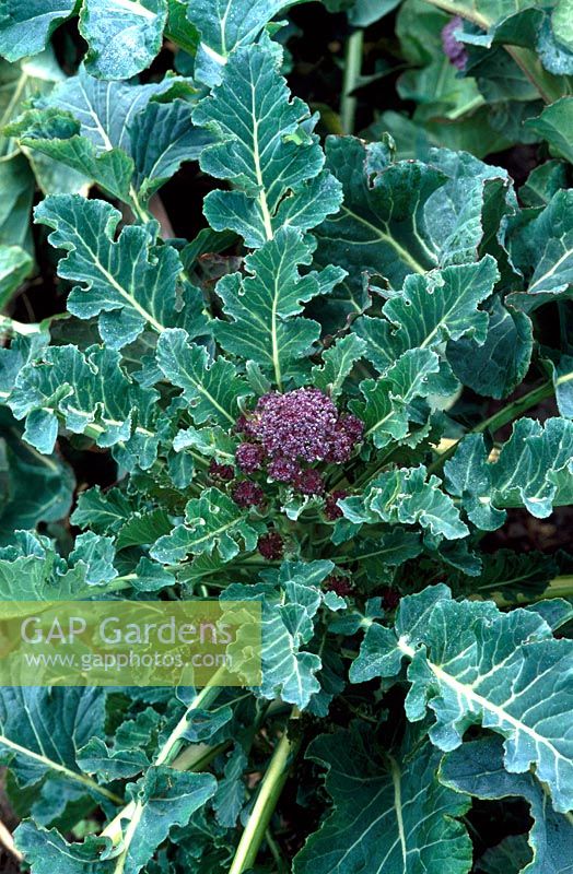 Brassica - Purple sprouting brocolli