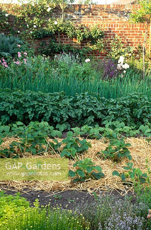 Strawberry bed with straw protection in walled potager