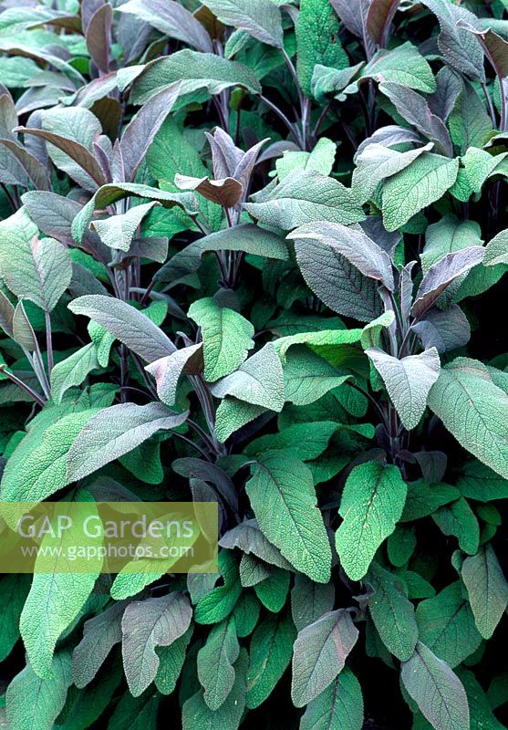Salvia officinalis 'purpurascens' - Sage