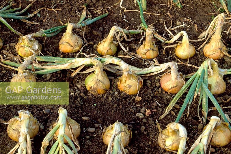 Allium 'Kelsae' - Onions