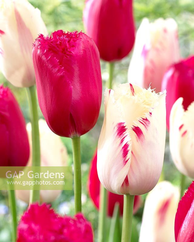Tulipa 'Burgundy Lace' and Tulipa 'Carrousel'