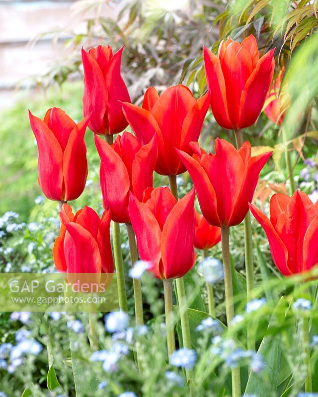 Tulipa 'Royal Pretender'