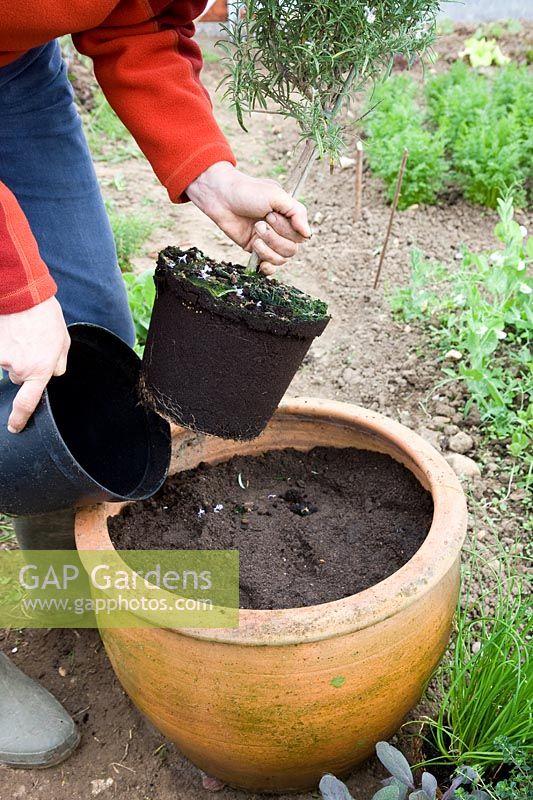 Planting mixed herb pot - planting the mini standard Rosemary