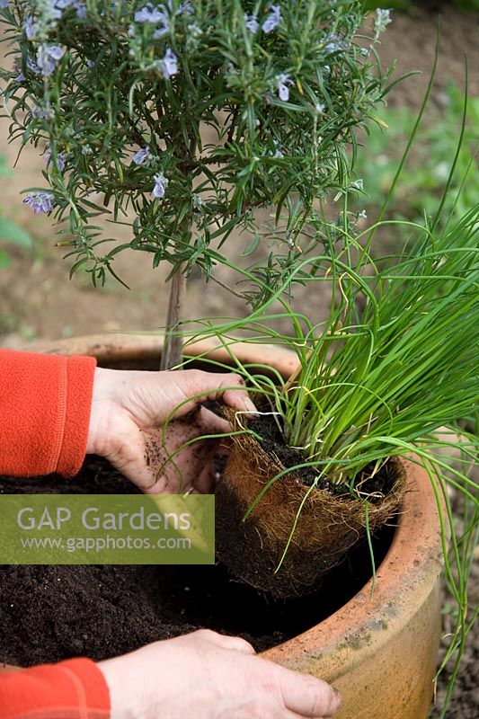 Planting mixed herb pot - adding a chive plant