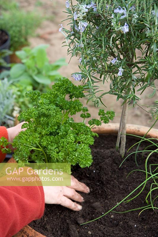 Planting mixed herb pot - adding Parsley