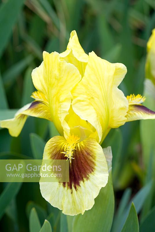 Iris 'Meadowcourt' - Dwarf bearded iris