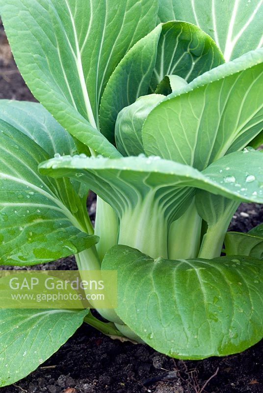 Pak Choi 'Mei Qing Choi' growing in vegetable garden