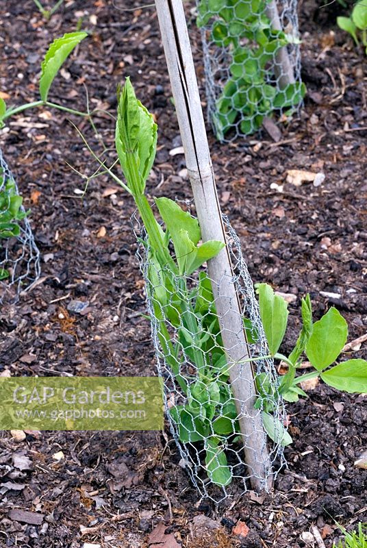 Wire net protection for young sweet pea plants