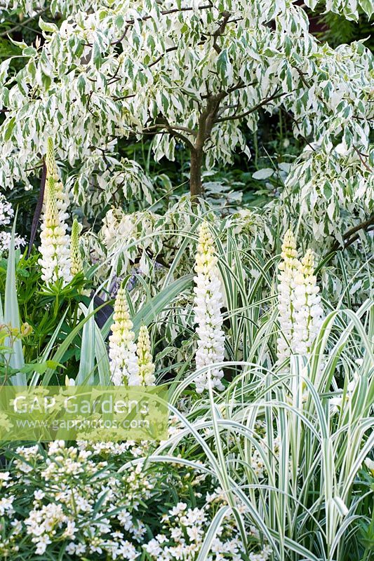White Lupinus and Cornus controversa 'Variegata' in From Life to Life, A Garden for George. RHS Chelsea Flower Show 2008