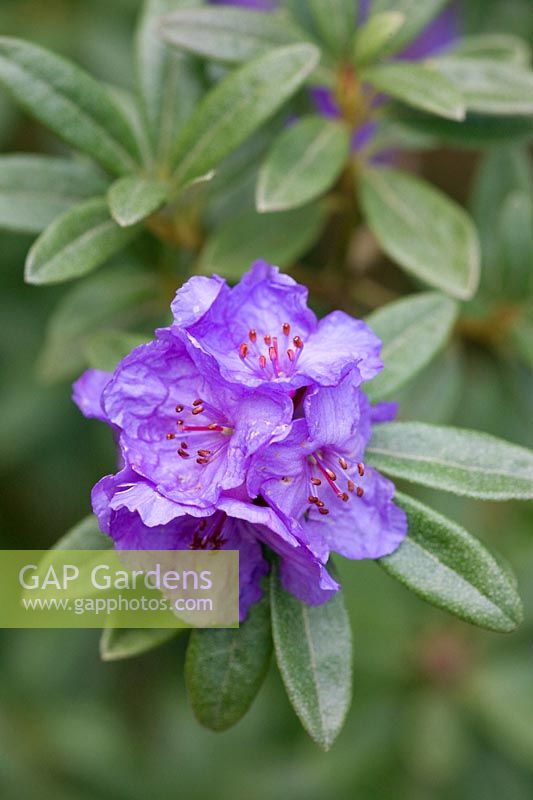 Rhododendron hippophaeoides 'Bei-Ma-Shan'
