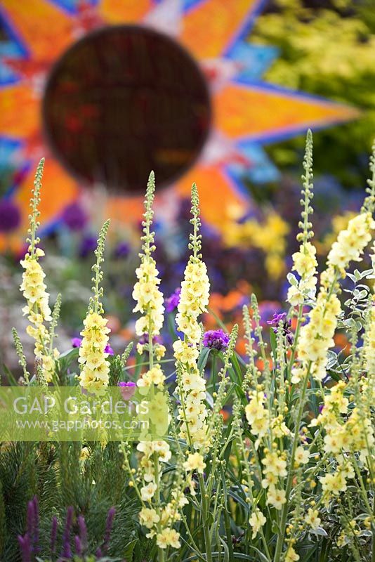 From Life to Life Garden - A Garden for George, Design - Yvonne Innes, Olivia Harrison, Sponsor - The Material World Charitable Foundation. Verbascum 'Gainsborough'