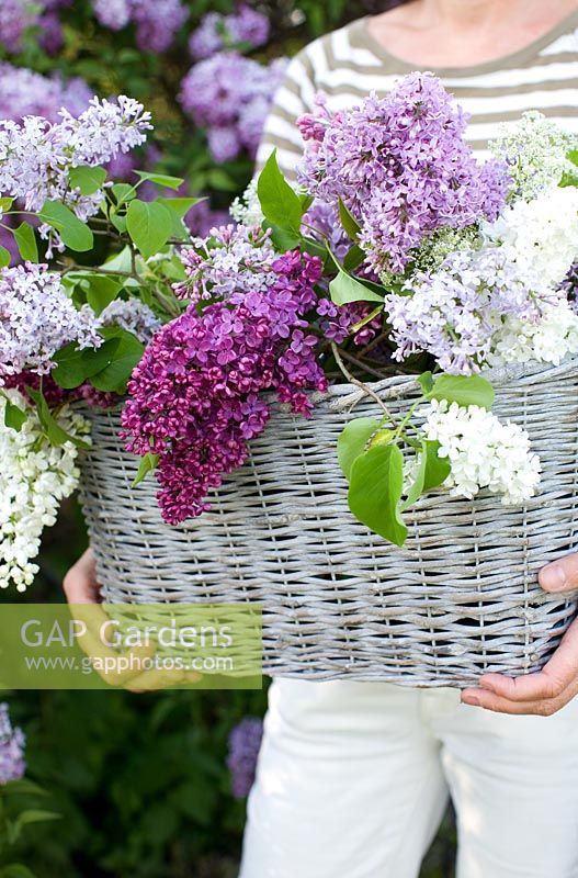 Woman holding white wicker basket with Syringa - Lilac from garden