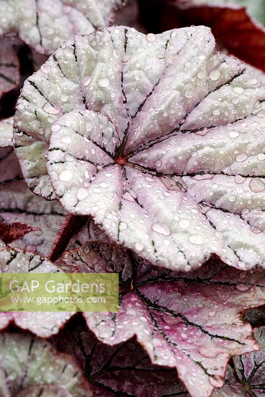 Leaf detail of Begonia 'Dewdrop' - RHS Chelsea Flower Show 2008