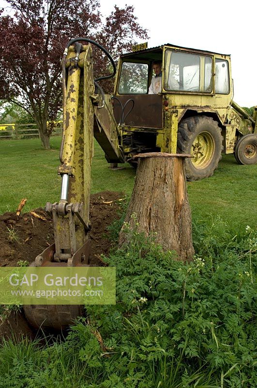 JCB digger removing old tree stump - Pannells Ash Farm, West Essex