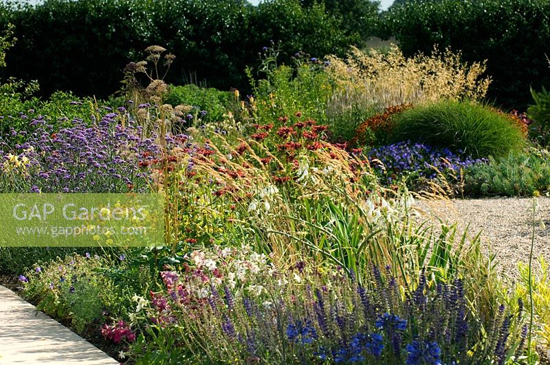 Late Summer perennial border including Agapanthus, Salvia, Galtonia and Monarda 
- Harvey's Garden Plants, Thurston, Suffolk
