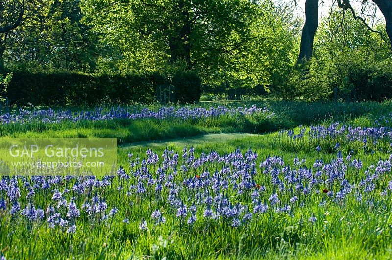 Drifts of blue flowers in grass - Kirtling Tower, Suffolk