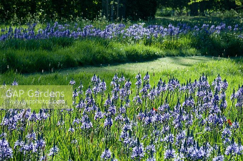 Grass path through drifts of blue flowers - 
Kirtling Tower, Suffolk