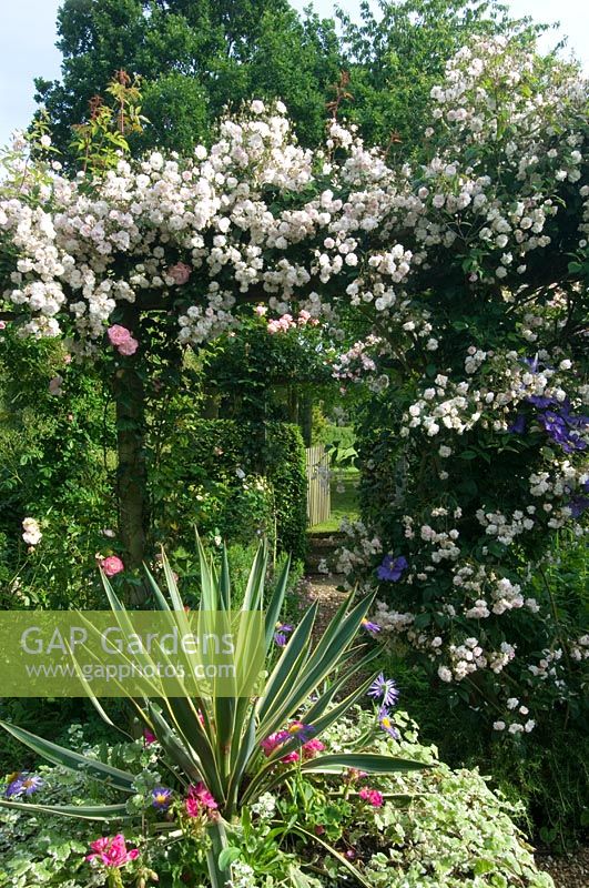 Cottage garden with climbing Rose growing over pergola - Cedar Farm, Desborough, Northants, UK