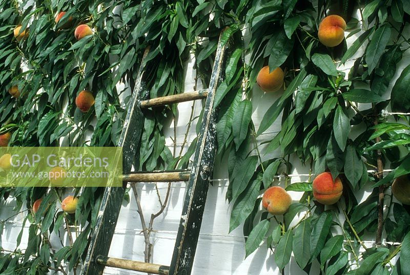 Prunus persica - Ladder leaning against white wall with espalier trained peaches 