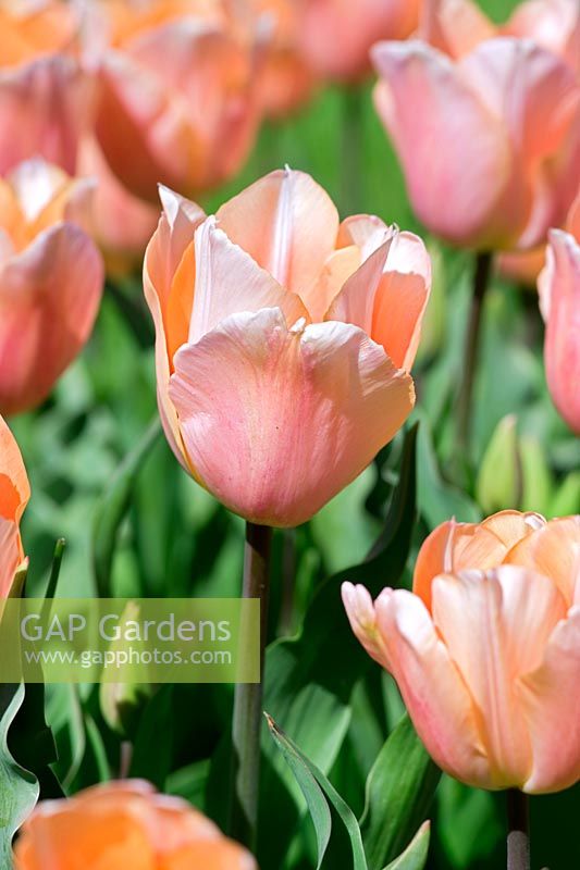Tulipa gesneriana 'Apricot Beauty' 