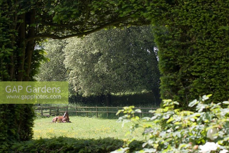 Garden view with horse in field - Cranborne Manor Gardens