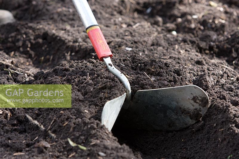 Planting Potatoes - Making trench