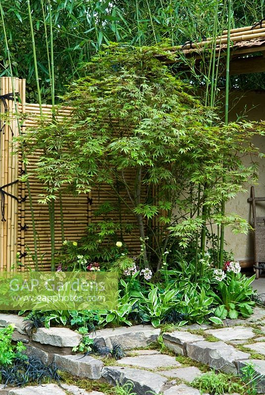 Acer palmatum underplanted with Hostas, Ophiopogon and Primulas in The Princess Moon East Wind II courtyard garden - RHS Chelsea Flower Show 2008
