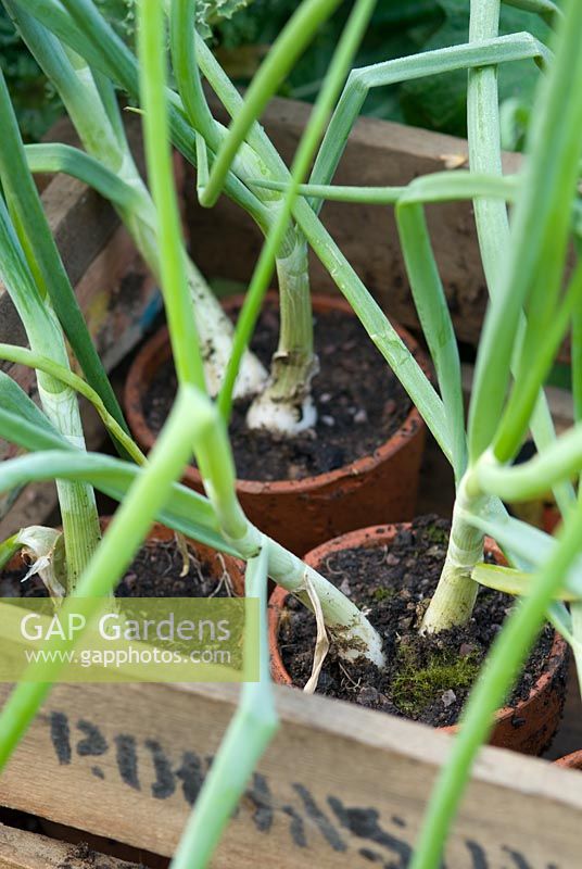 Garlic growing in pots in wooden box - RHS Chelsea Flower Show 2008