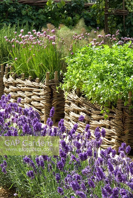 Chives and Parsley growing in woven wicker containers with Lavandula border - 'Summer Solstice' Garden, RHS Chelsea Flower Show 2008