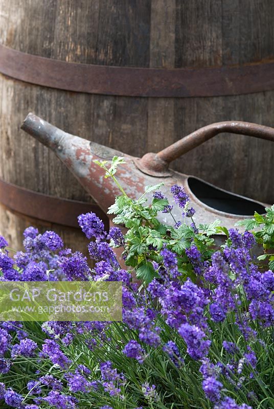 Old watering can and wooden water butt with Lavandula in foreground - RHS Chelsea Flower Show 2008