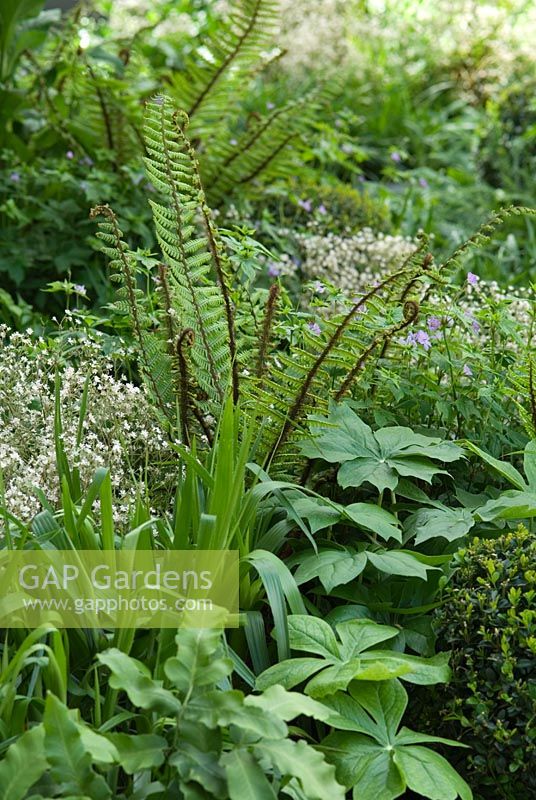 Shady green planting combination including Ferns - A Cadogan Garden, RHS Chelsea Flower Show 2008