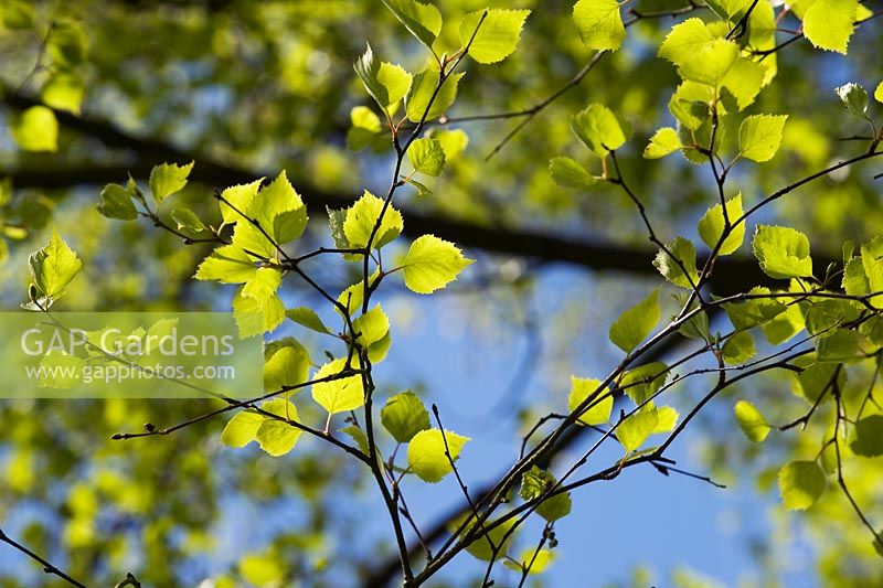 Betula - Birch leaves against blue sky