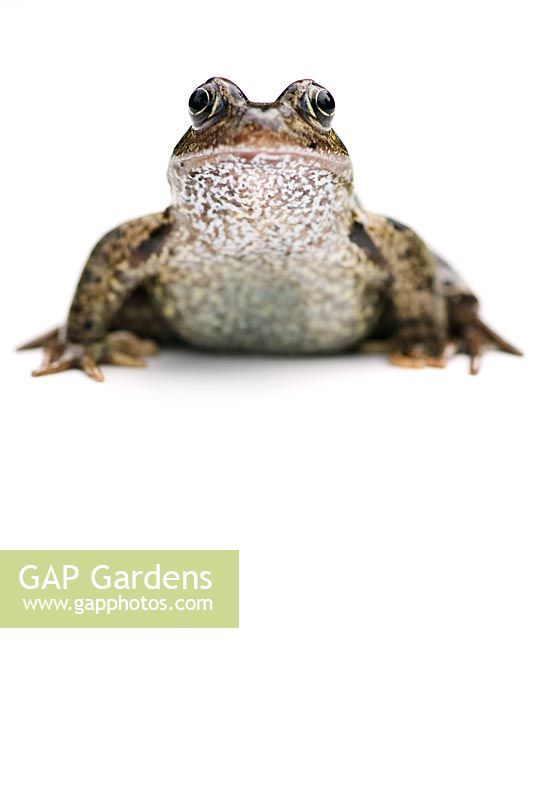 Rana temporaria - Common frog
