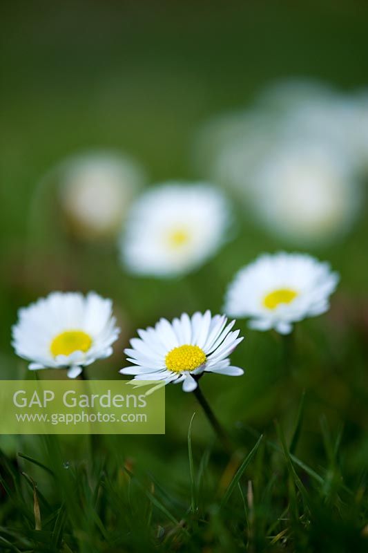 Bellis - Daisies in the grass