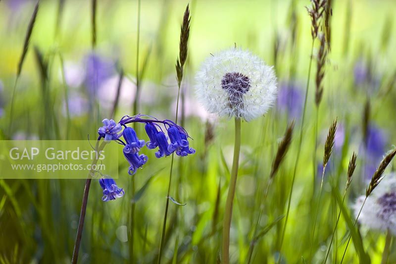 Endymion and Taraxacum officinale amongst the grass