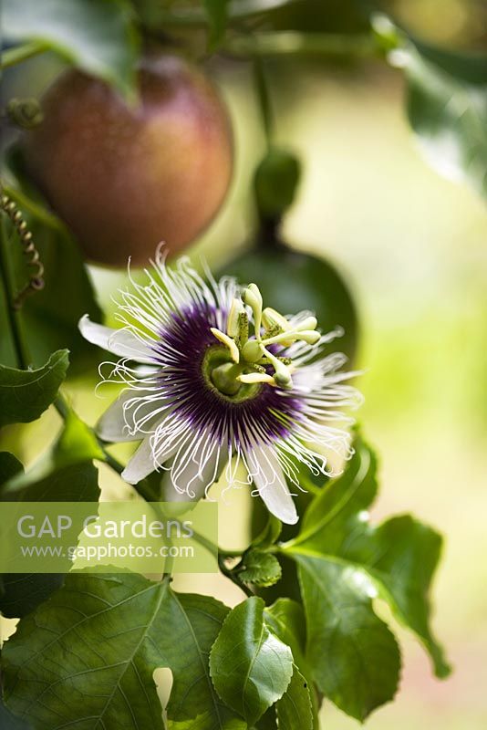 Passiflora edulis var. flavicarpa - Flower and fruit in background