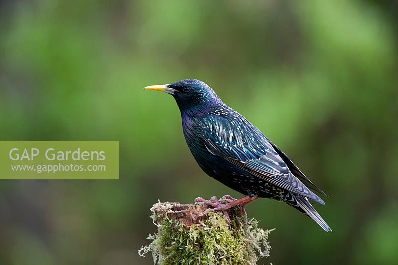 Starling on a moss covered post
