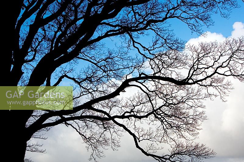 Quercus - Oak tree silhouette against sky