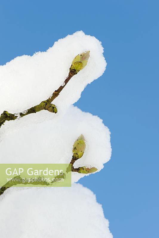 Two Sycamore tree buds laden with snow against blue sky