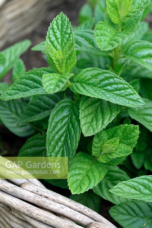 Mentha - Mint growing in a recycled basket
