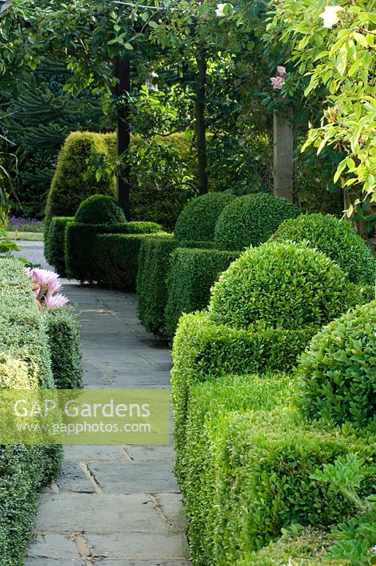 Clipped Buxus hedging