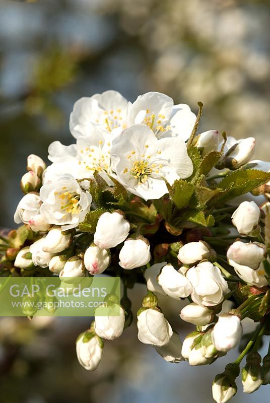 Prunus avium - Blossom of 37 year old Wild Cherry 