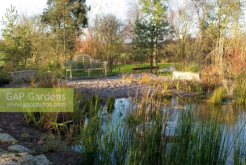 Natural Swimming pool with reeds and grasses including Typha latifolia and surrounding mixed trees in November