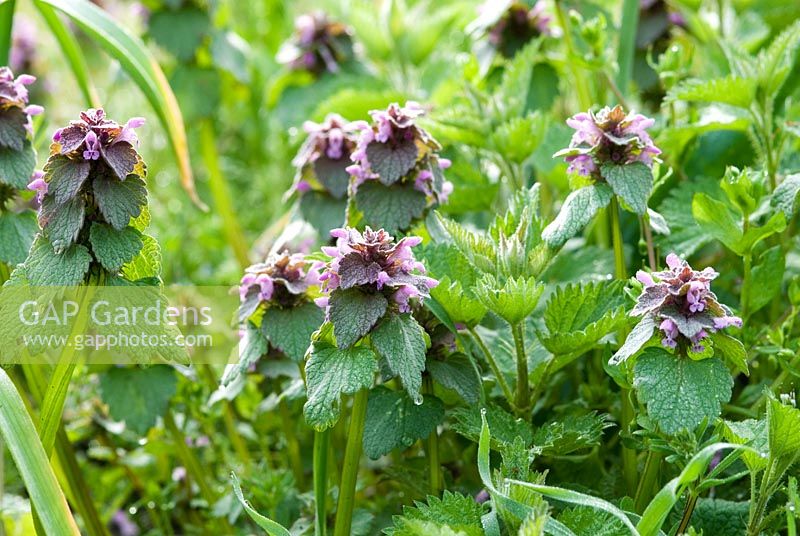 Lamium purpureum and Urtica dioica - Red Dead Nettle and Stinging Nettle