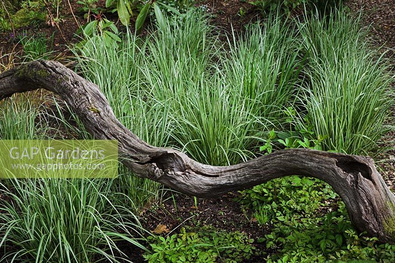 Driftwood feature amongst Calamagrostis 'Avalanche' 