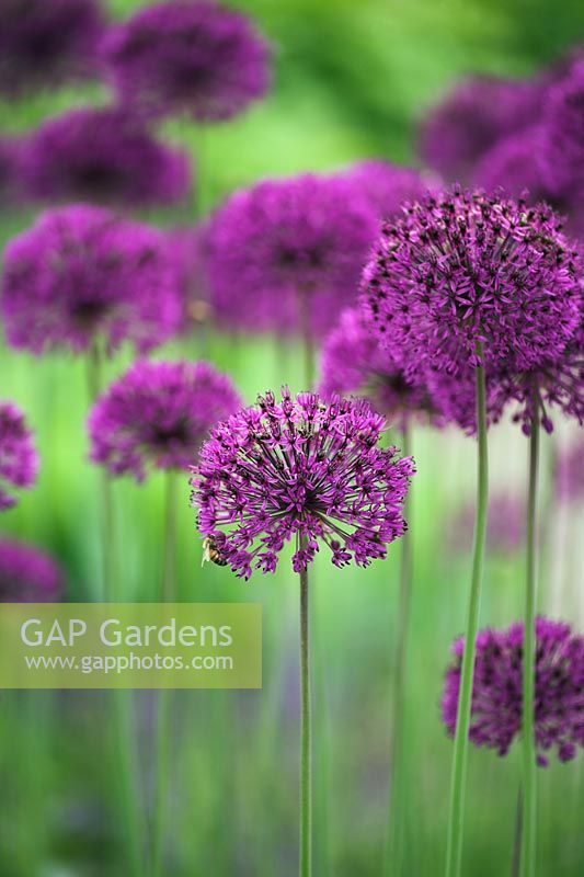 Allium 'Purple Sensation' at RHS Garden Wisley