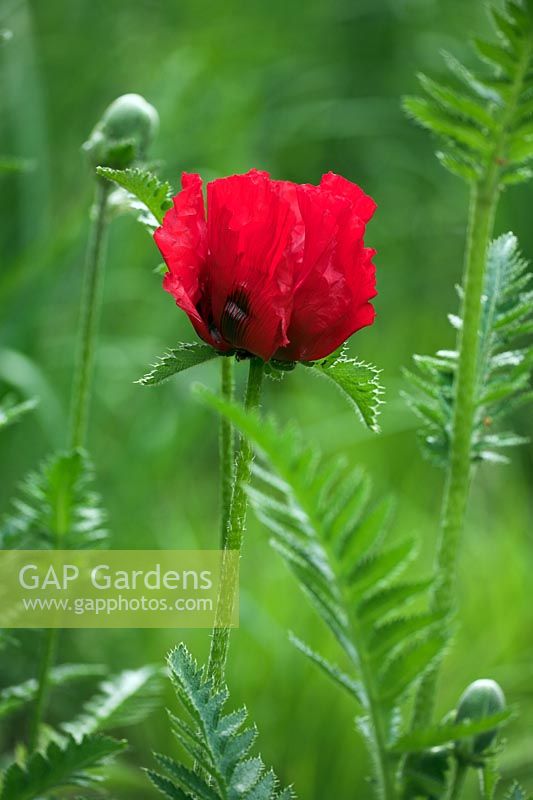 Papaver 'Beauty of Livermere'